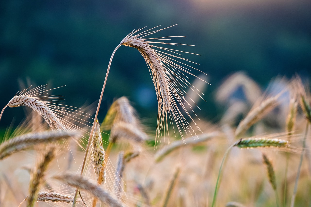 AI Crop Monitoring Strategies