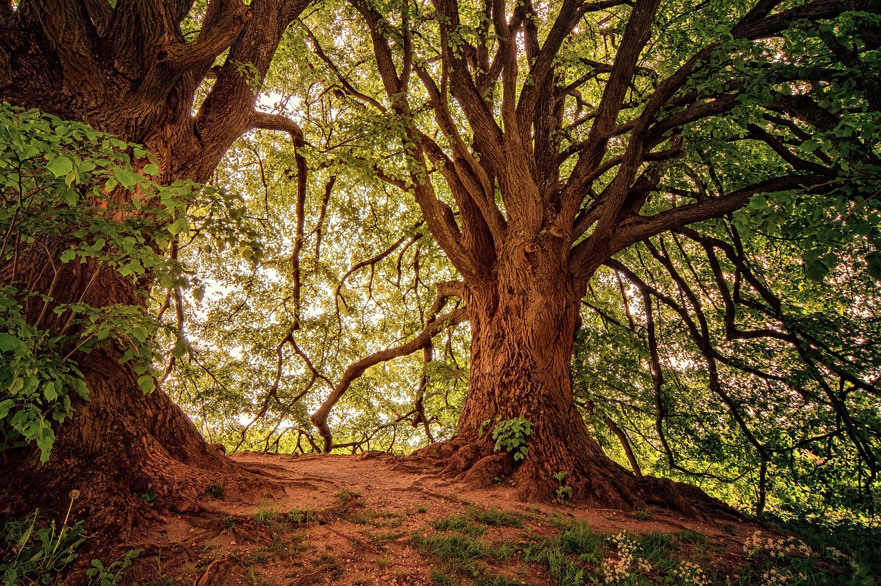 Avoiding Ancient Forest Travel Mistakes