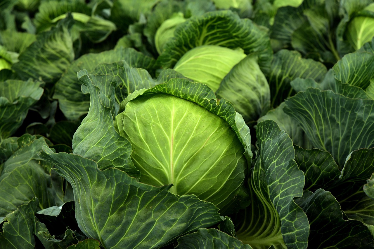 Stuffed Cabbage Rolls Recipe 2026